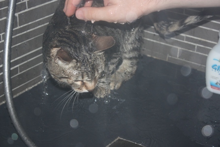 Giada shower